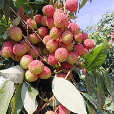 新鲜荔枝妃子笑一件代发批发当季水果荔枝王无核荔枝桂味可供出口